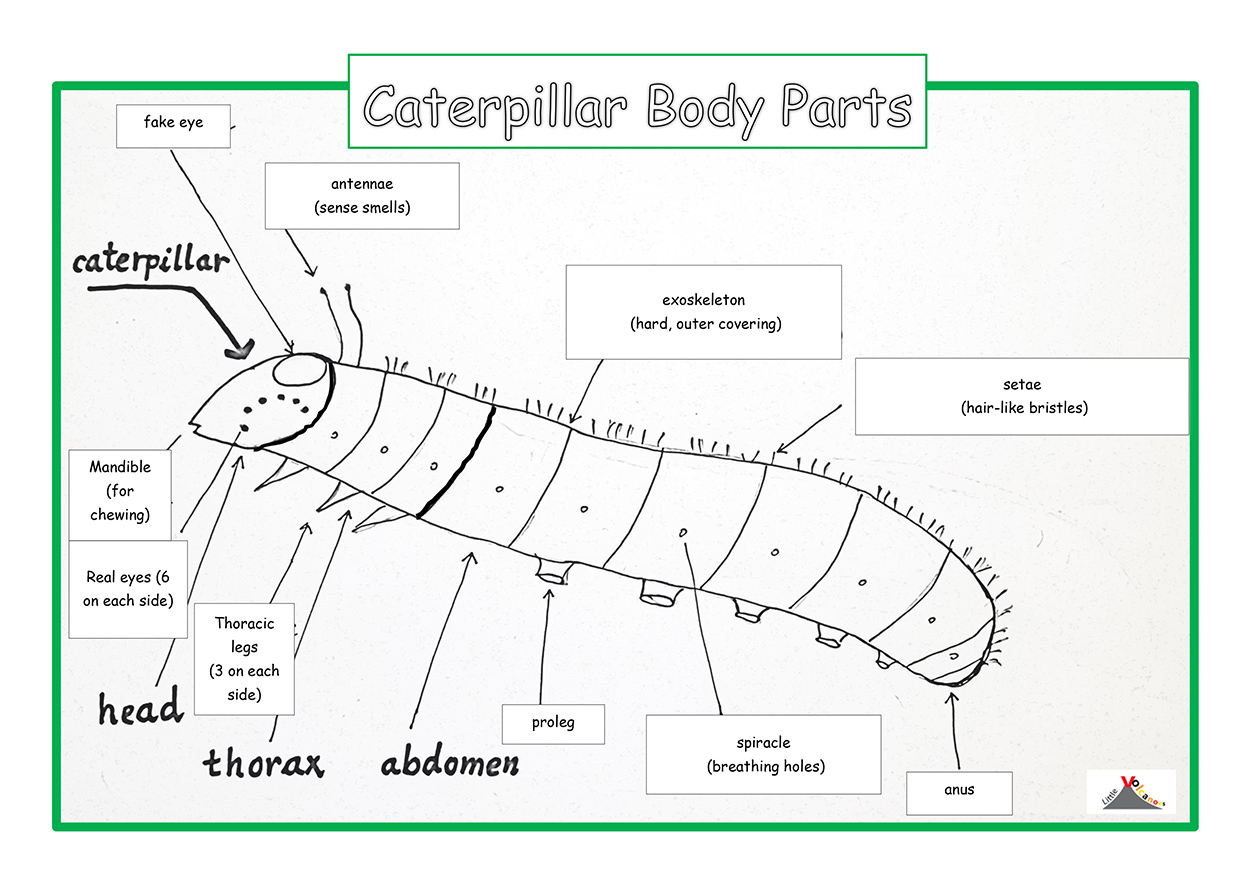 Caterpillar coloring page